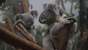Koala-Palooza photo