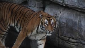 Secrets of The Zoo: Tampa photo