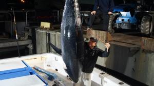 سمكة التونة العنيدة: ضفاف أوتر بانكس صورة