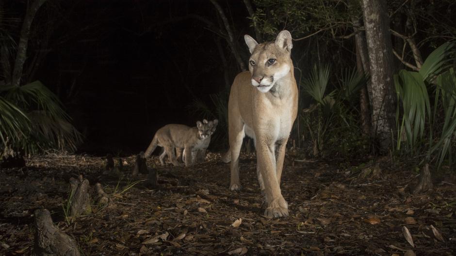 Path Of The Panther - National Geographic Channel Abu Dhabi Photos ...