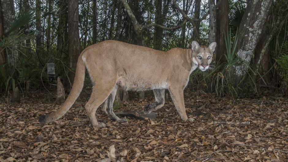 Path Of The Panther - National Geographic Channel Abu Dhabi Photos ...