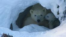 Polar Parenting show