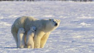 Polar Parenting photo