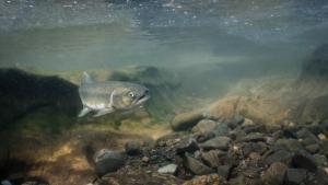 Alaska's River Rice photo