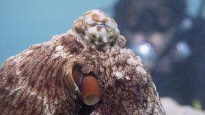 Secrets of the Octopus photo