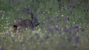 Wild Mediterranean photo