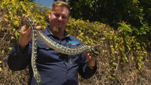 Aussie Snake Wranglers photo