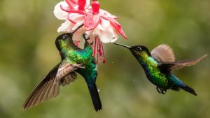 The Hummingbird Effect photo
