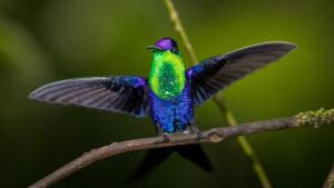The Hummingbird Effect photo