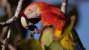 The Hummingbird Effect photo