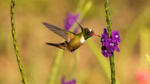 The Hummingbird Effect photo