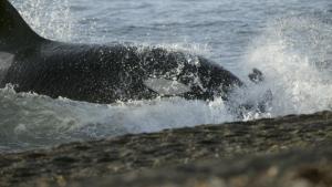 World Oceans Day: Secrets Of The Whales photo