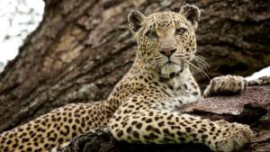 The Leopard Queen photo