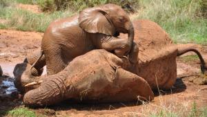 A Mother's Fight photo