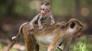 A Mother's Fight photo