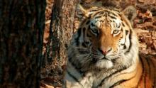Amur Tiger show