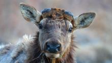 Grand Teton show