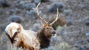 Grand Teton photo