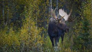 Grand Teton photo