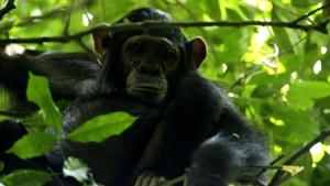 A Baby Chimp's Story photo