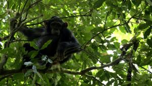 A Baby Chimp's Story photo