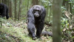 A Baby Chimp's Story photo