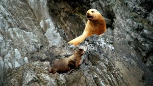 A Baby Sea Lion's Story photo
