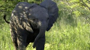 A Baby Elephant's Story photo