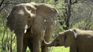 A Baby Elephant's Story photo