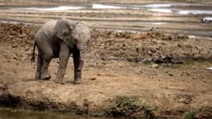 A Baby Elephant's Story photo