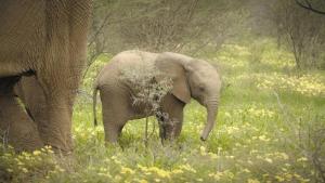 A Baby Elephant's Story photo