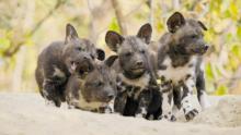 A Baby Wild Dog's Story show