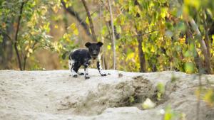 A Baby Wild Dog's Story photo