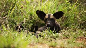 A Baby Wild Dog's Story photo