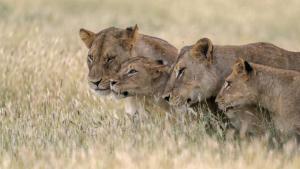 A Baby Lion's Story photo