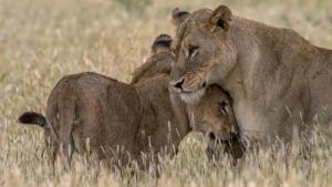 A Baby Lion's Story photo