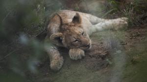 A Baby Lion's Story photo