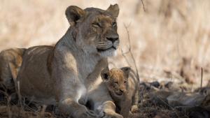 A Baby Lion's Story photo