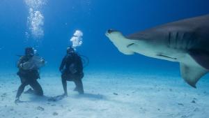 Man vs Shark Ross Edgeley photo
