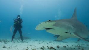 Man vs Shark Ross Edgeley photo