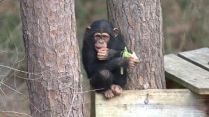 Meet The Chimps photo