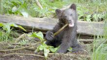 A Baby Grizzly's Story show