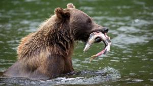 A Baby Grizzly's Story photo