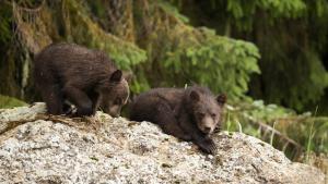 A Baby Grizzly's Story photo