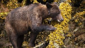 A Baby Grizzly's Story photo