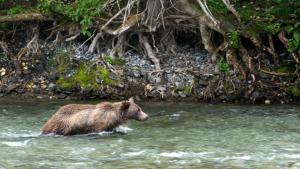 A Baby Grizzly's Story photo