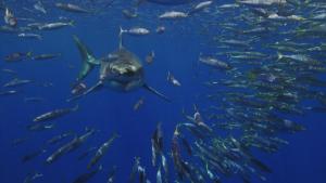 Red Sea Sharks photo