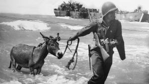 Sicily to Anzio photo