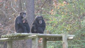 Welcome to Chimp Haven photo