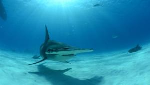 Hammerhead Highway photo